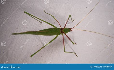 katydid deutsch|Deutsche Übersetzung von katydid